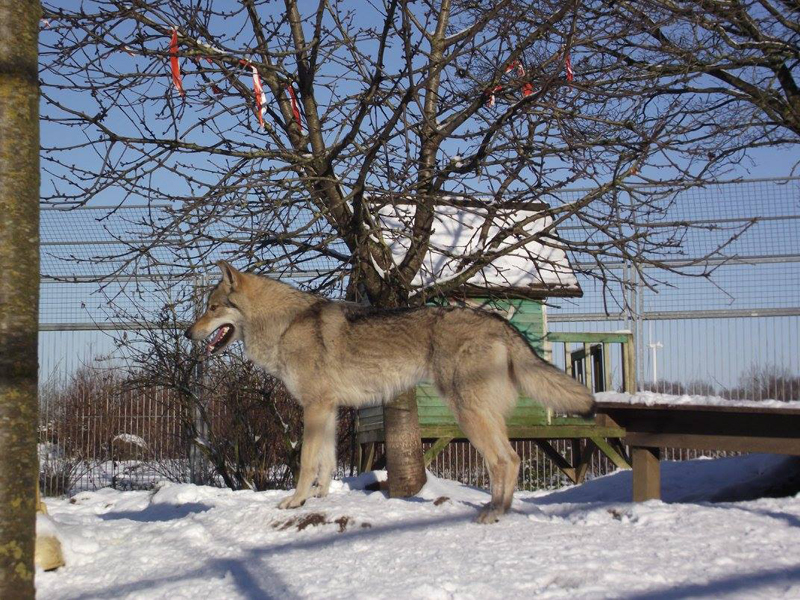 Wolfdog Kalisha Wolfdog Kalisha